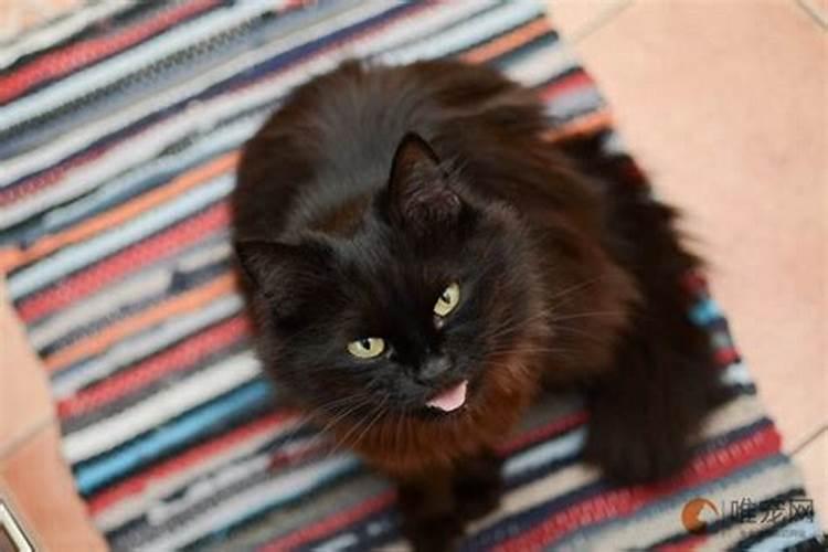 俗语“一家不上七口,猫狗不能养全”,这句话有道理吗？现在还适用吗？