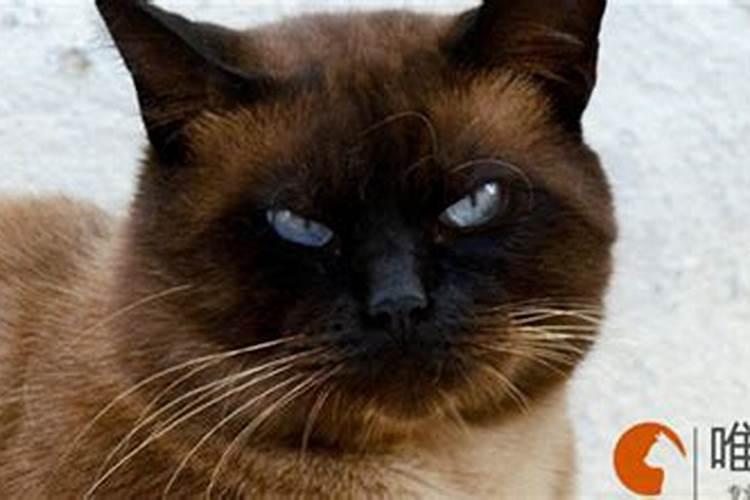 俗话说“男不养猫,女不养狗”是什么意思？