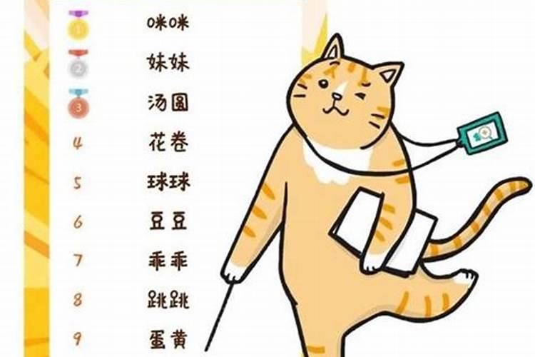 养猫风水有什么讲究
