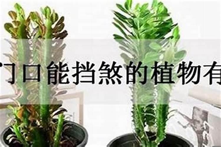 办公室门厅适合摆放什么物件风水好