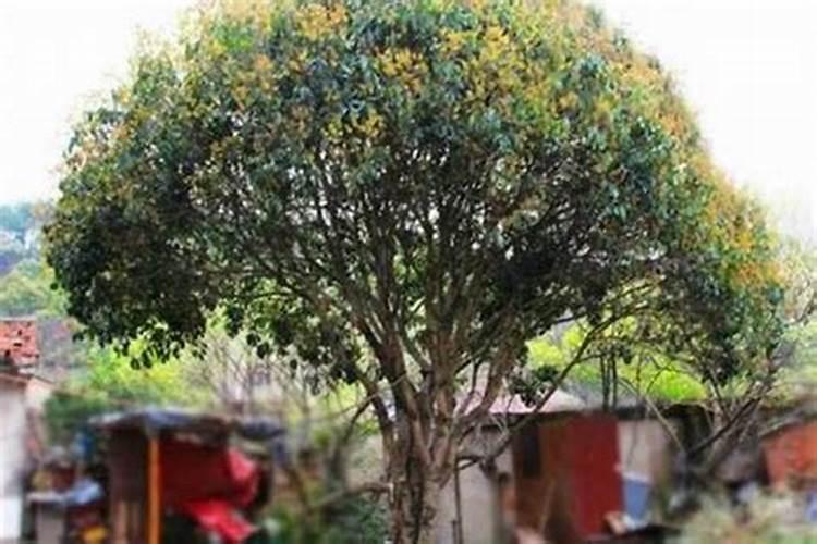 桂花树的风水禁忌,家里为什么不能种桂花