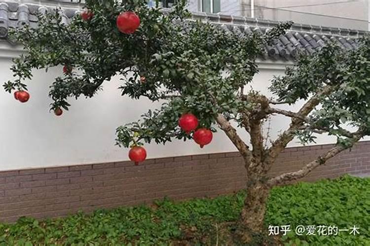 院子西北角风水适合安放什么