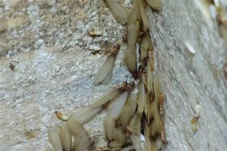 容易出官贵的阴宅风水