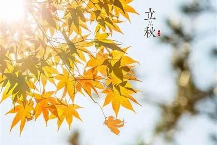 2023年8月8日立秋当天适合进行哪些重要活动？