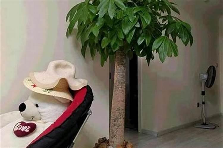 家里为什么不能种桂花