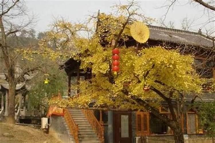 屋后种大树风水好吗 还有哪些讲究？
