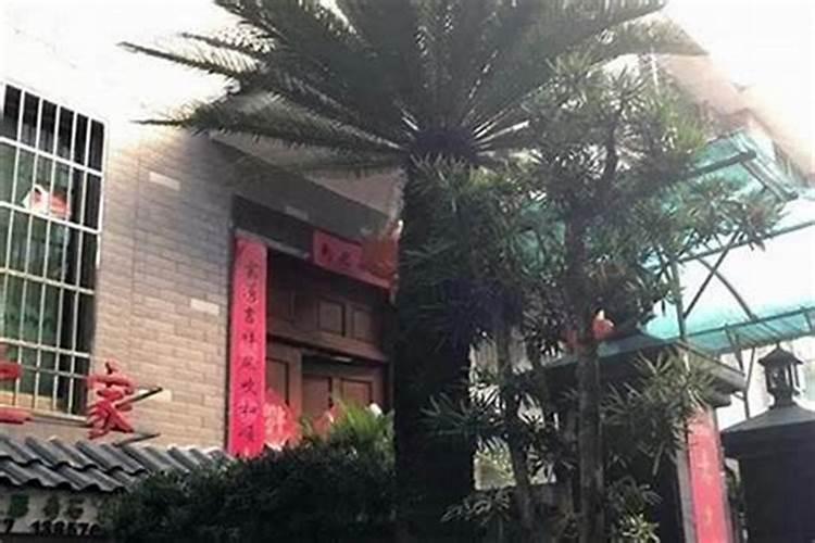 住宅大门种铁树好吗？