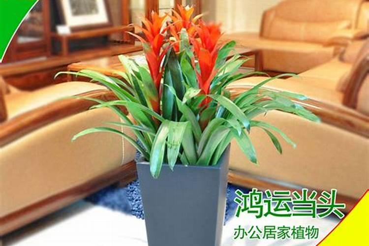 大门前摆放什么最旺风水