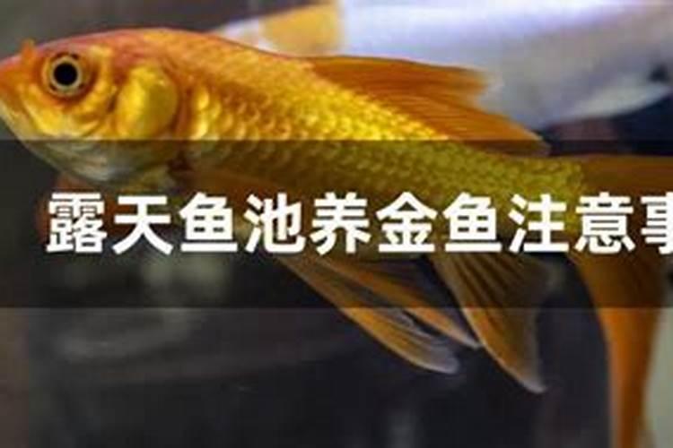 室外鱼池养什么鱼好 室外鱼池养哪些鱼好