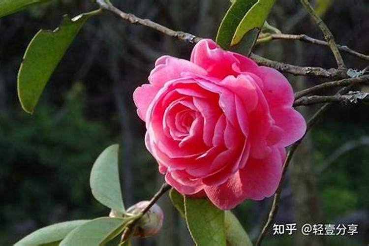茶花对家里的风水好吗