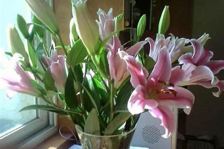 家里养香水百合风水好吗