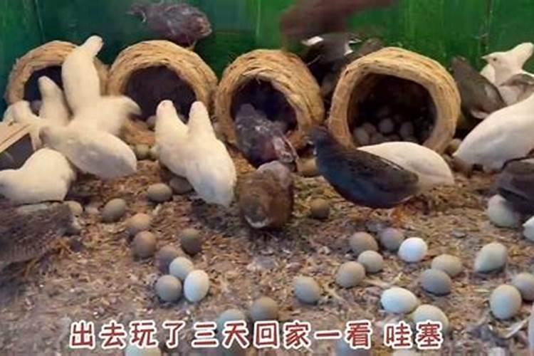 家里进门对面放什么好 家里进门对面放什么风水好