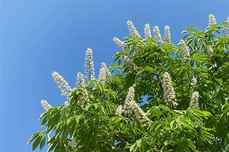 家里放什么植物最旺风水