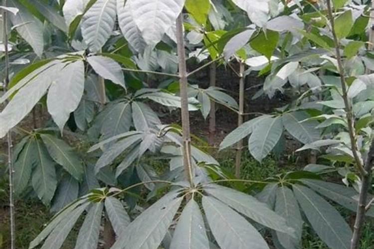 家养什么植物最旺财