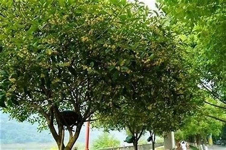 花园洋房如何看风水