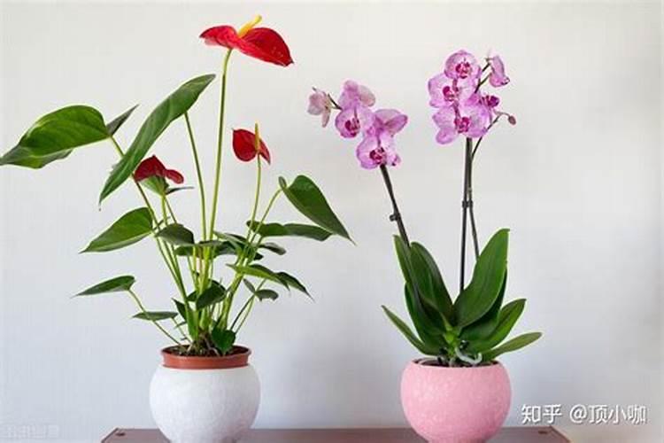 走廊放什么植物风水好