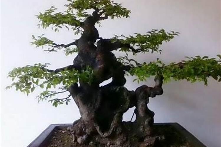 坟上长榆树好不好,需要砍掉吗？