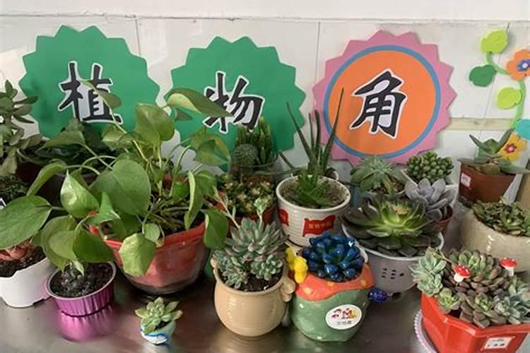 招财最好的花是什么