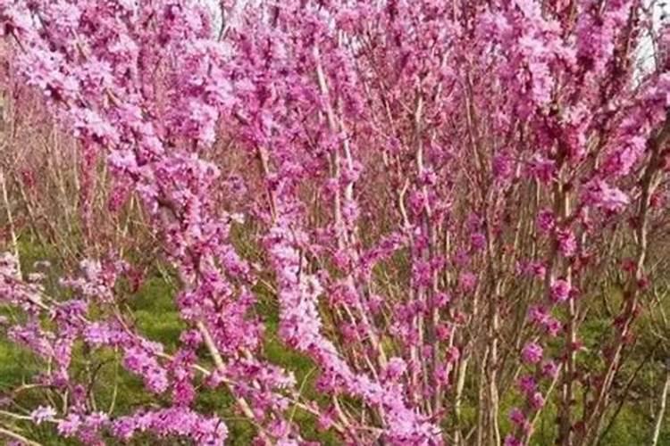 紫荆花可以种在院子里吗
