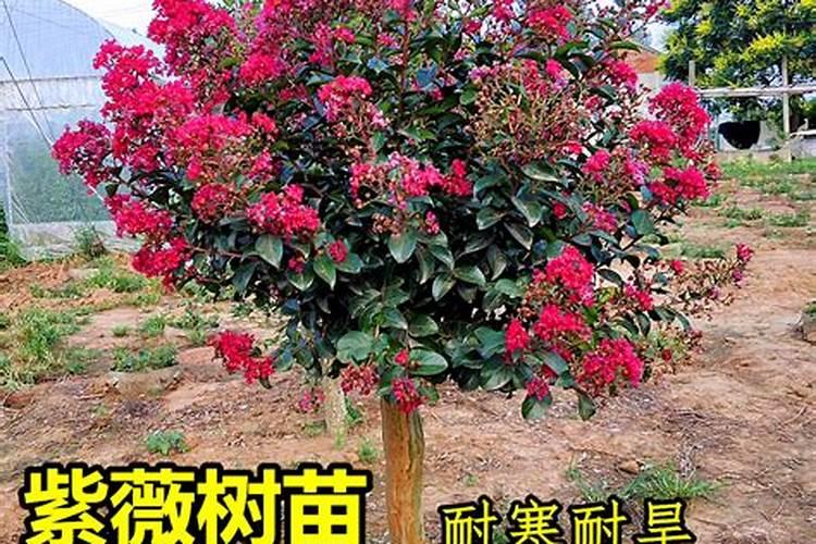 紫荆花可以种在院子里吗？