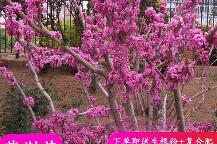 紫荆花可以种在院子里吗