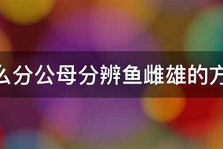 招财鱼属于风水鱼吗？