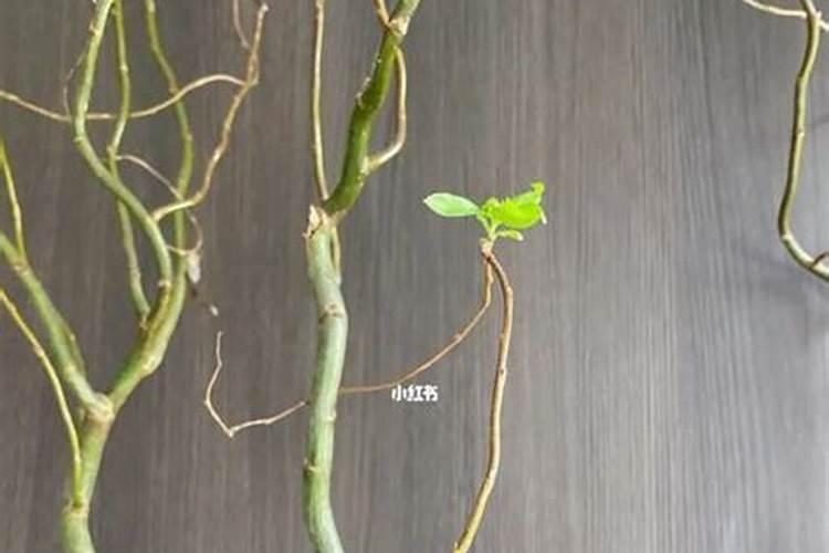 龙养什么花最旺风水