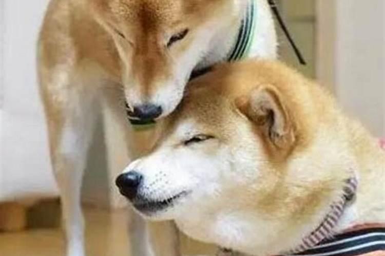 餐厅西墙挂什么画最佳