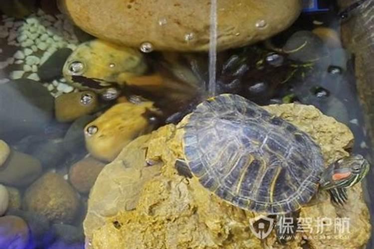 乌龟不能随便养 养乌龟和风水的关系