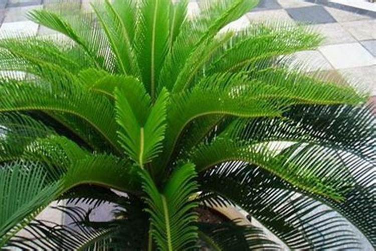 五行属火的植物盆栽有哪些