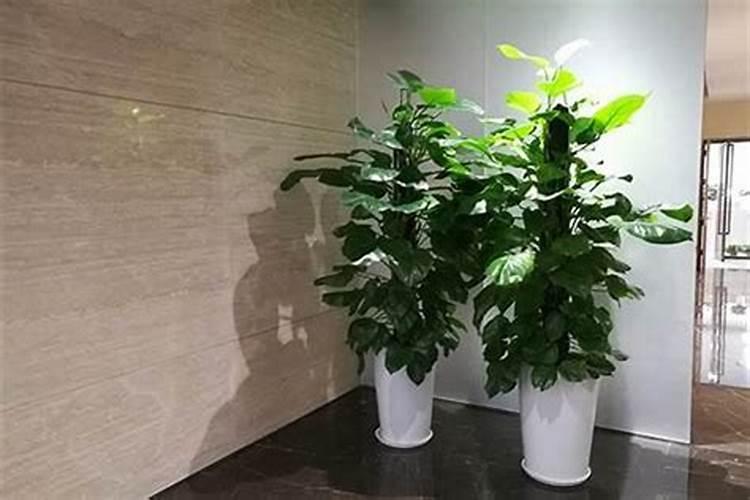 办公室里放什么植物旺财 办公室里放的旺财植物