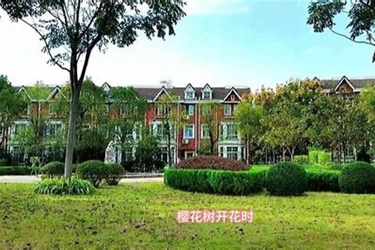门口栽什么镇宅旺财,门前种什么树旺财镇宅