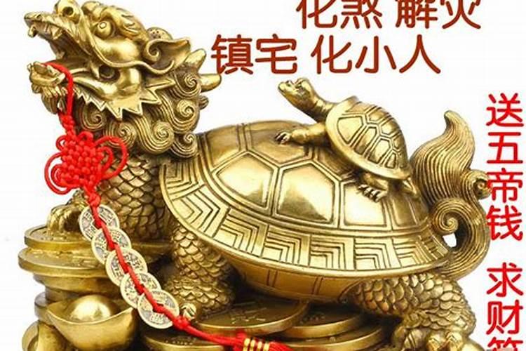 家里养什么龟聚财最旺财运