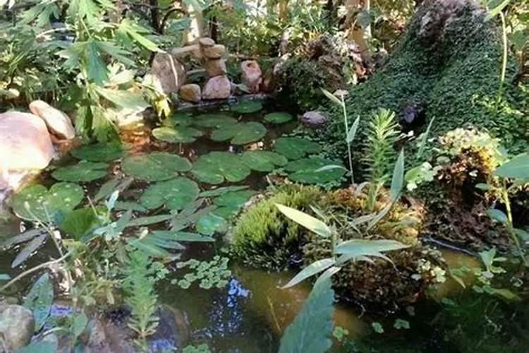 庭院风水鱼池好吗有什么风水讲究