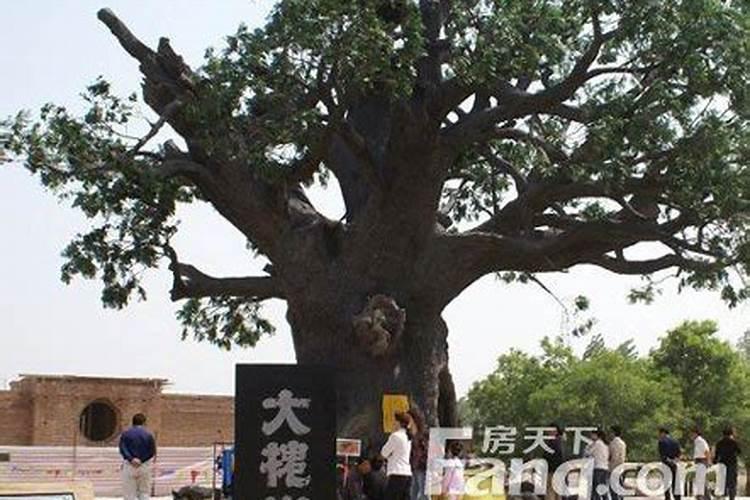 竹子是别墅庭院最好的风水植物庭院里为什么要种竹子