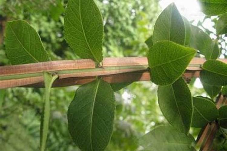 赵云墓为何千年无人敢盗？是因为他的侠胆忠义,还是另有隐情？