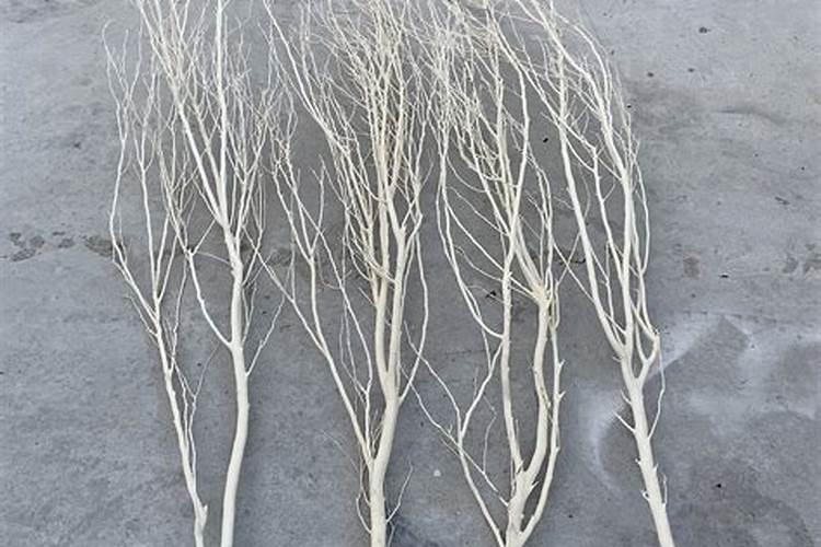 拿家里的树枝能看风水吗？