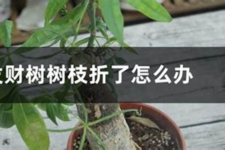 风水学树枝压大门头上不好吗？