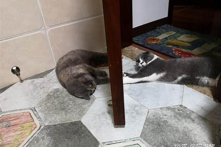家里养猫对财运好不好 能镇宅辟邪吗