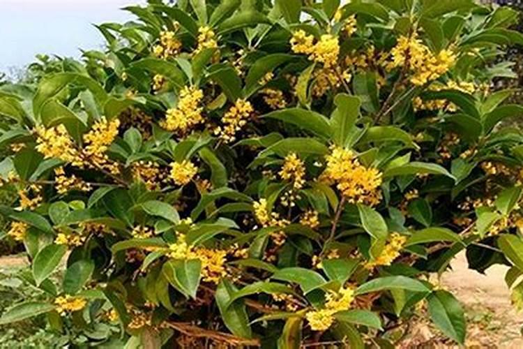 家里为什么不能种桂花