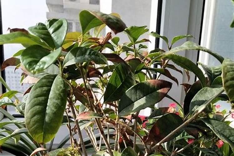 家里为什么不能种桂花