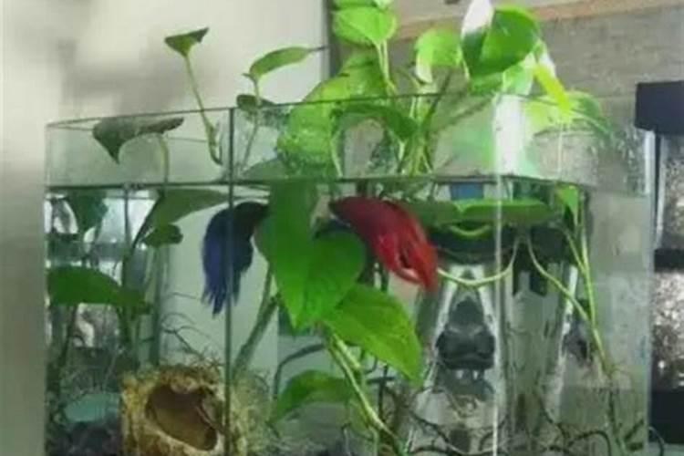 家里鱼缸养虾对风水好吗