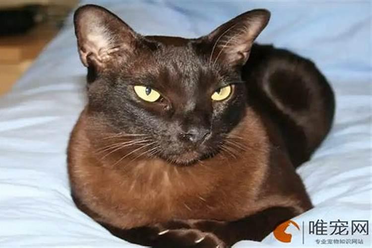家里养黑猫好不好