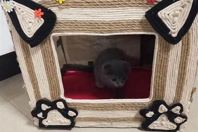 家有一窝野猫是否好？？