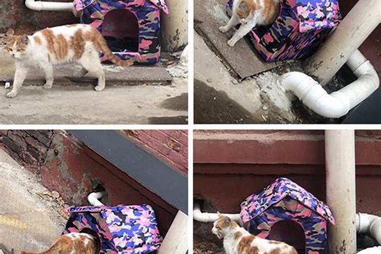 工厂来了野猫还生了小猫,请问在风水上吉利吗？