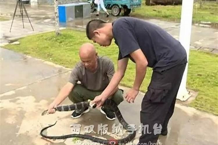 经常有鸽子等鸟类飞进的房子风水