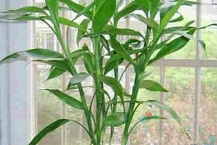 猴年开运风水布局 如何旺财旺桃花旺孩子学业
