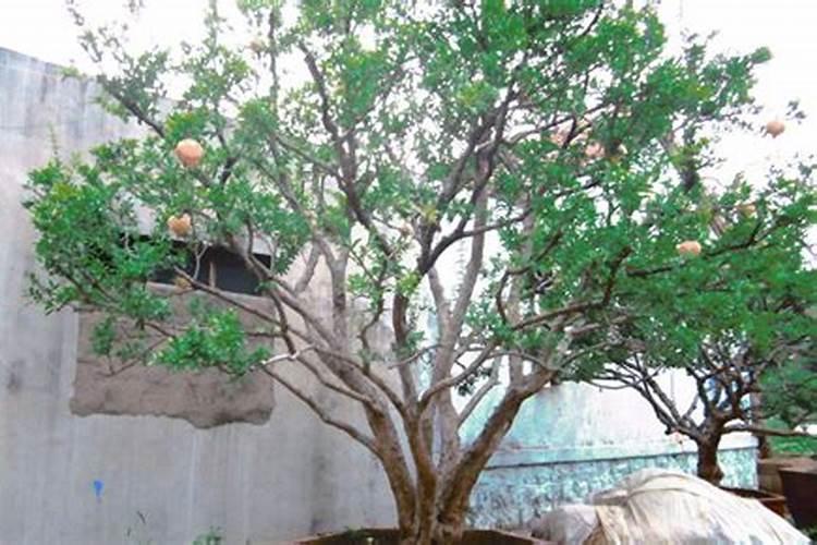 院里种几棵树最吉利 种树不知道这些禁忌可不行