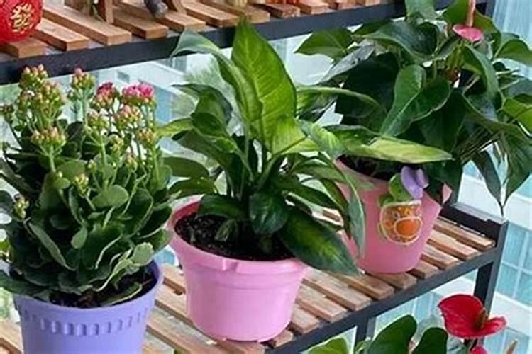 客厅适合养什么花和植物好风水