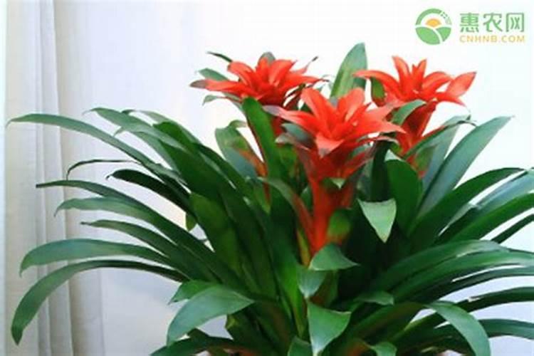 室内放什么植物风水图